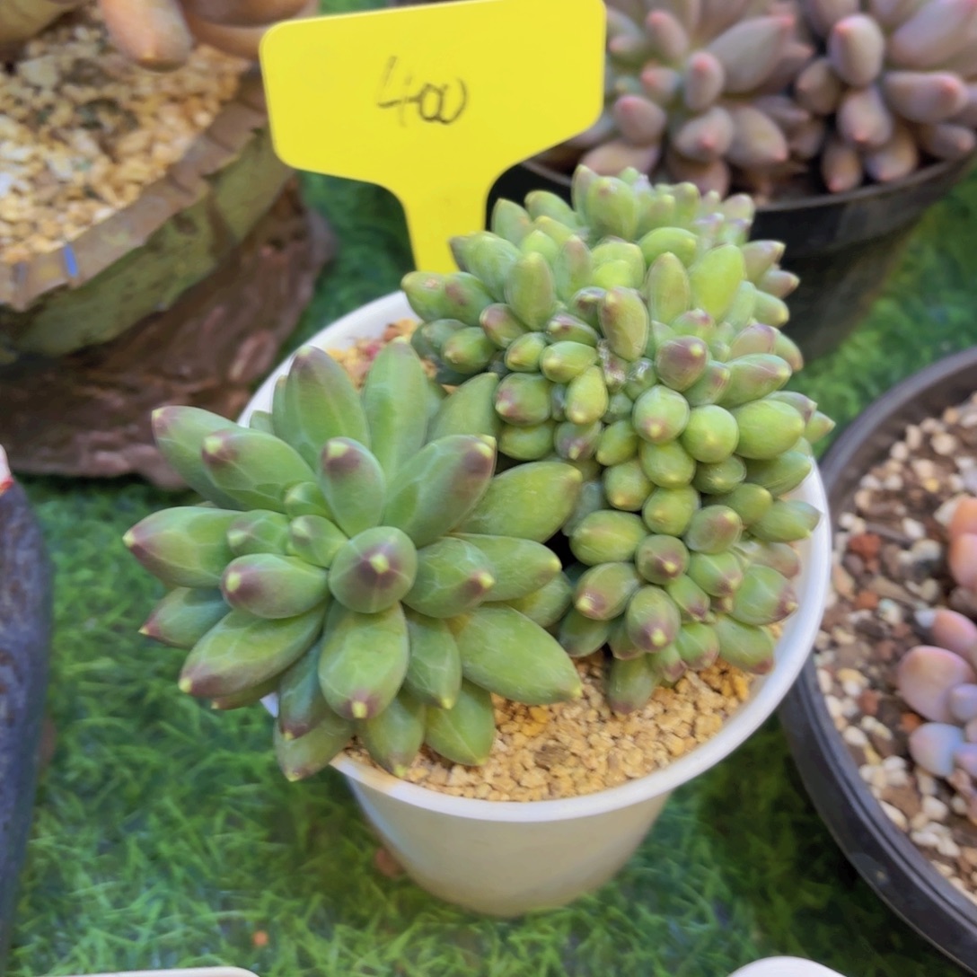 小***敏云南金致家精品多肉