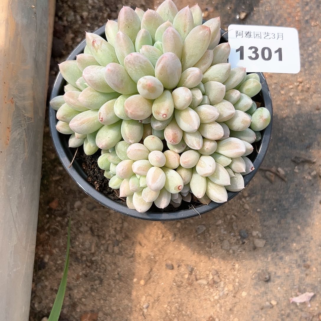 阿雅园艺。    1301