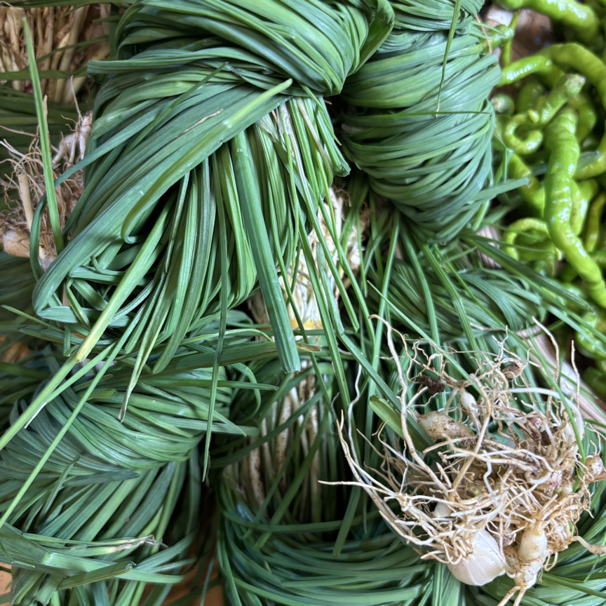 贵州高山野葱 苦蒜 小葱