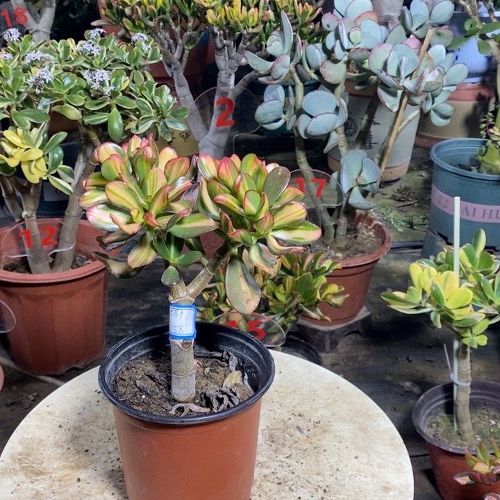 卷叶中班锦一物一拍