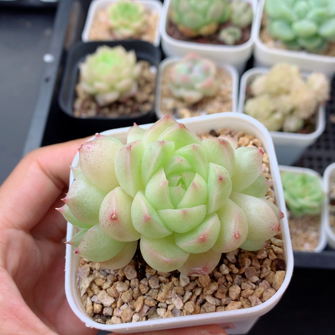 58包邮  群生不包整 116