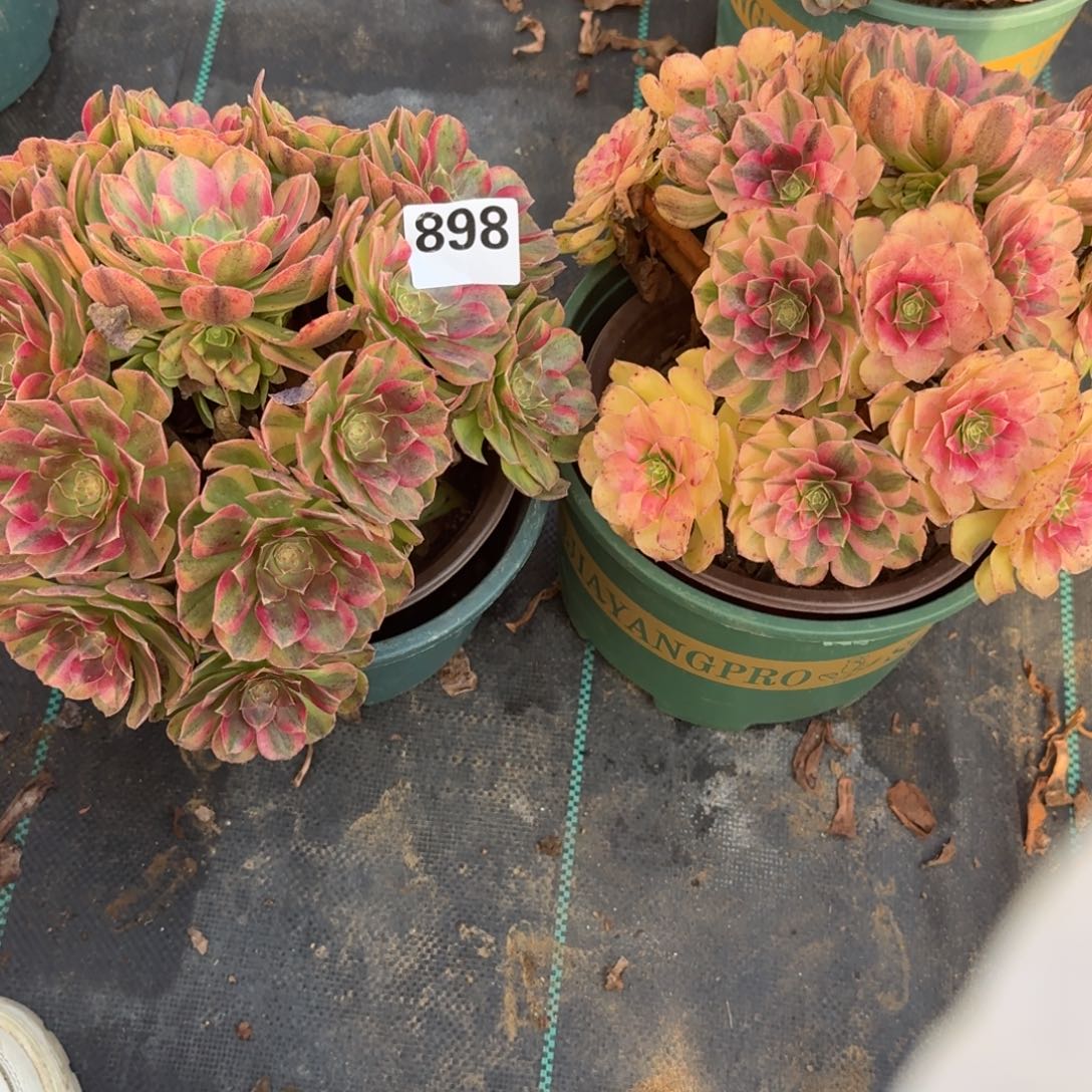 两颗雨河多肉植物老庄898