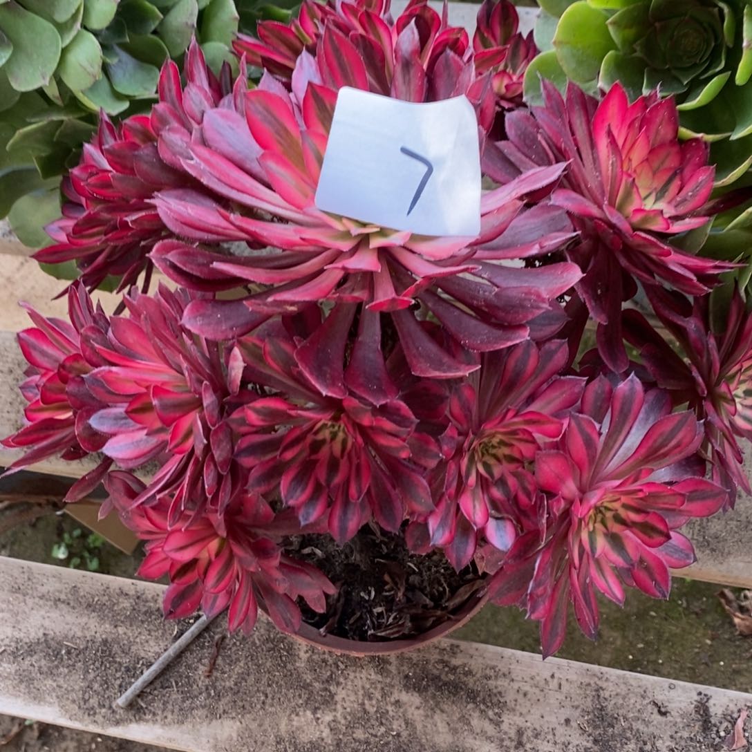 不开花植物7号黑天鹅缀化1颗多肉