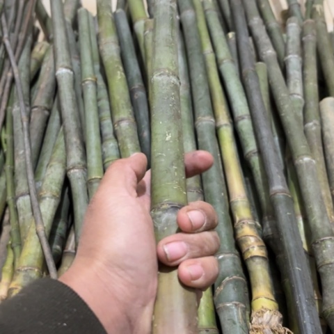 蹉***华实心竹竹竹竹竹竹竹竹竹