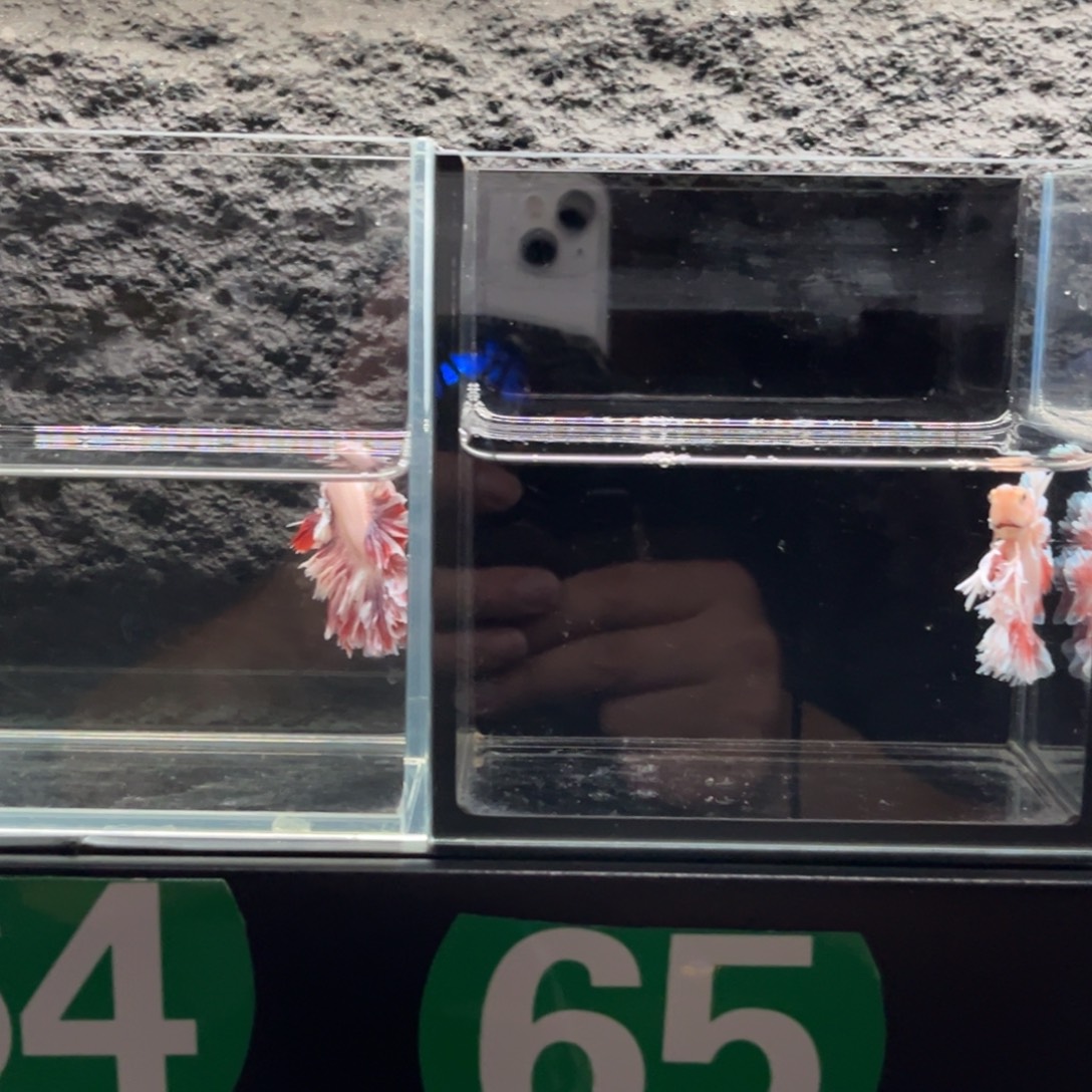 斗鱼64号，70号，两条一起拿