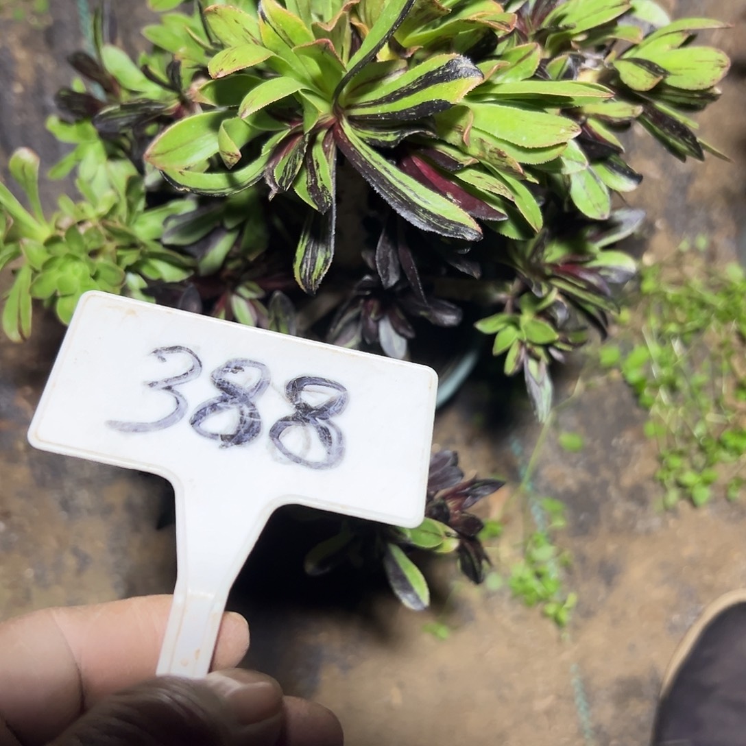 冰***雪多肉植物水墨丹青388