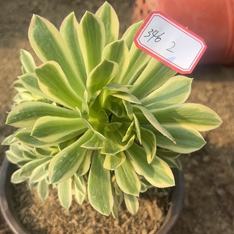 多肉植物金丝346