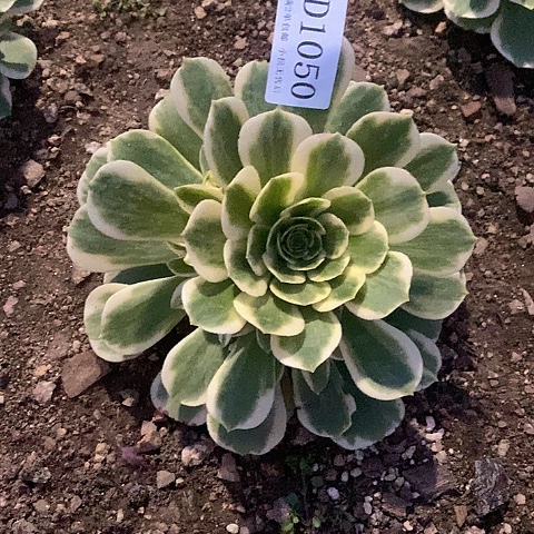 1050迈巴赫多肉法师多肉