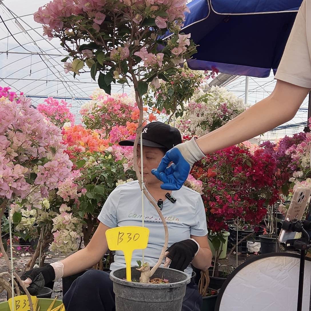 小***猪大部分花苞少量开放B30丽娜