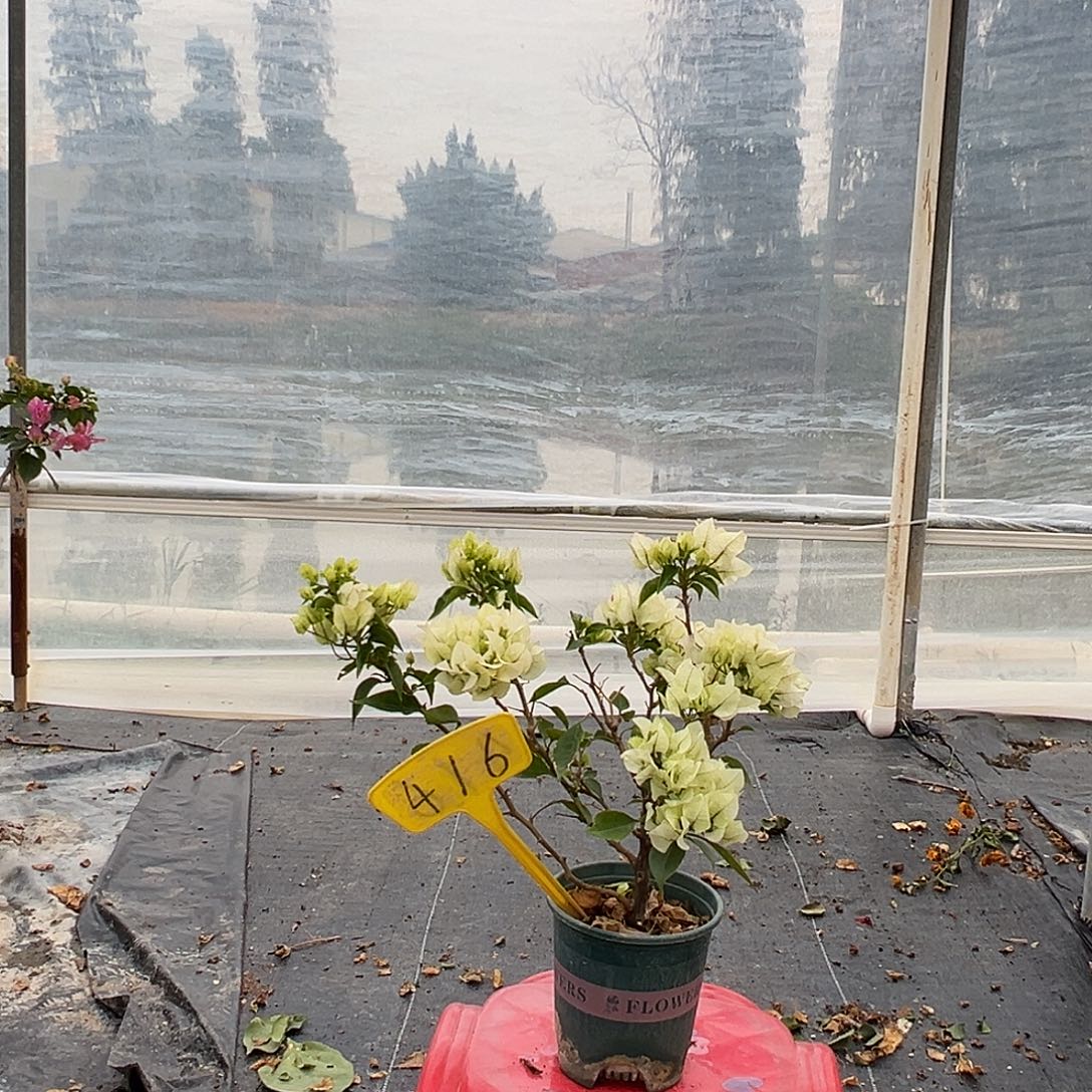 完全开放维拉白416