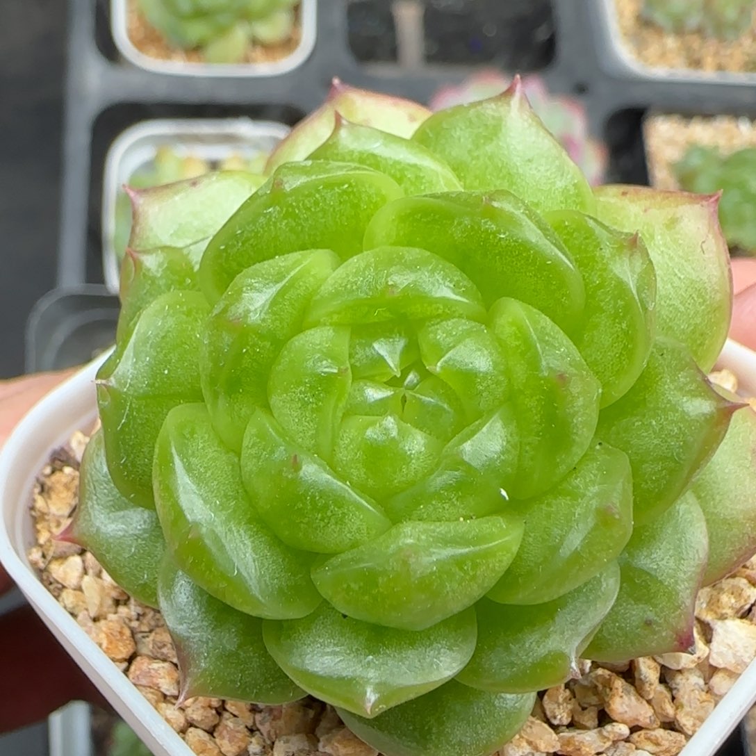 一物一拍灯泡珍妮