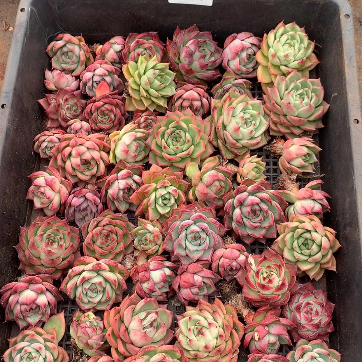 【闪购商品】云327号一筐40颗