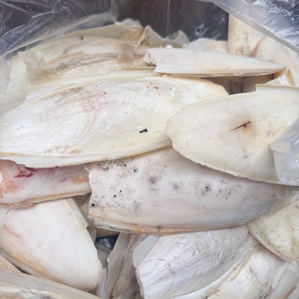 墨鱼骨(有大有小有不完整的，介意的不拍，搭配随机发)墨鱼船