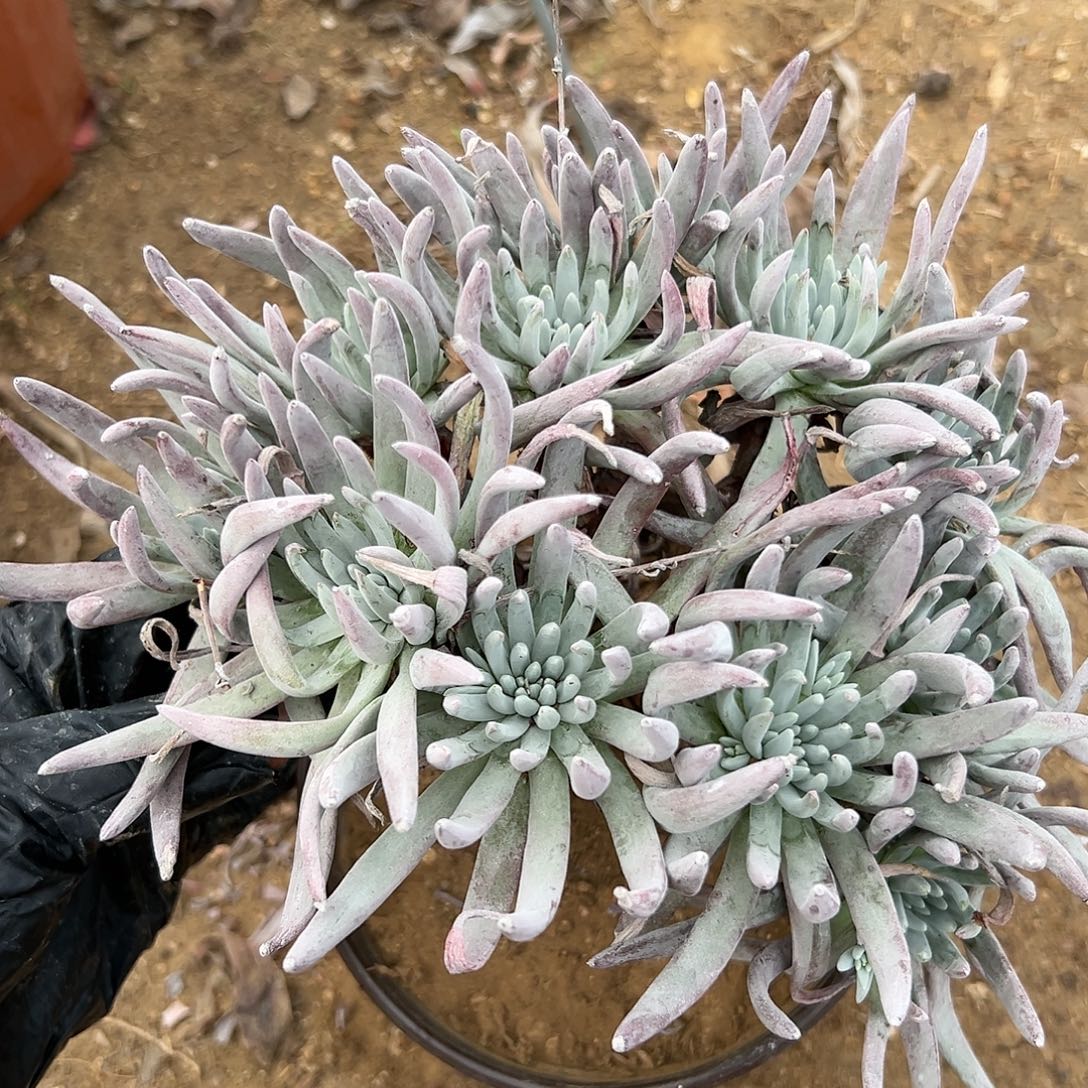 爱杜呃呃呃呃呃呃呃呃