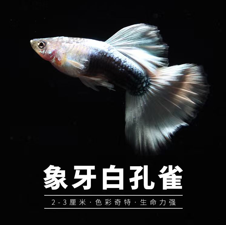 精品象牙白孔雀鱼