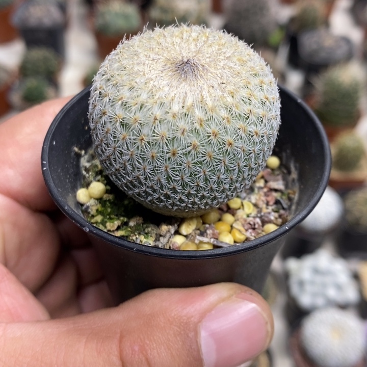 大号月世界特价福利