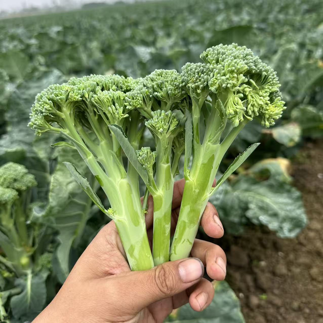 【顺丰包邮】甜杆西兰花苔西兰苔新鲜长杆西兰苔新鲜蔬菜湖北2斤4斤