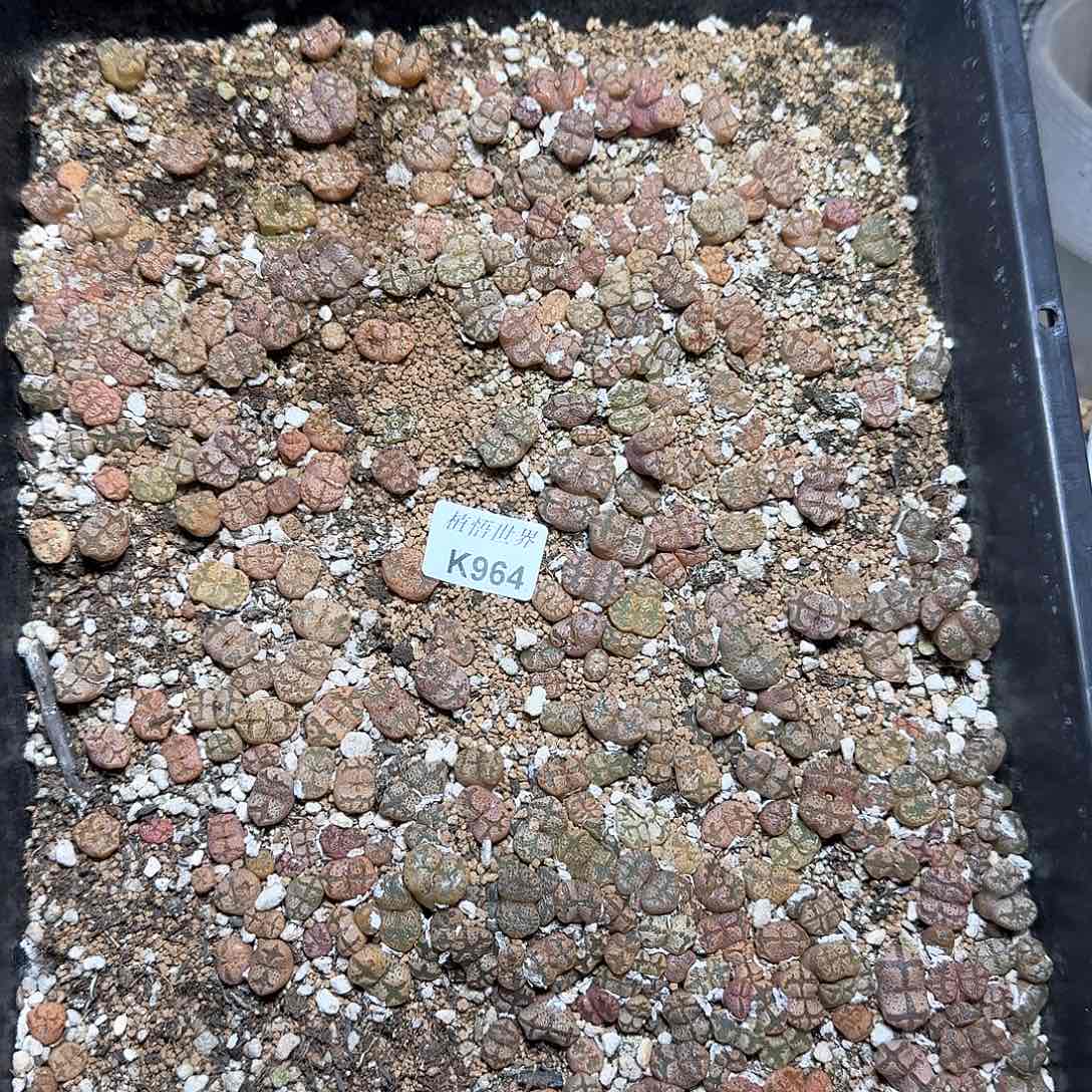 964号多肉植物f vv
