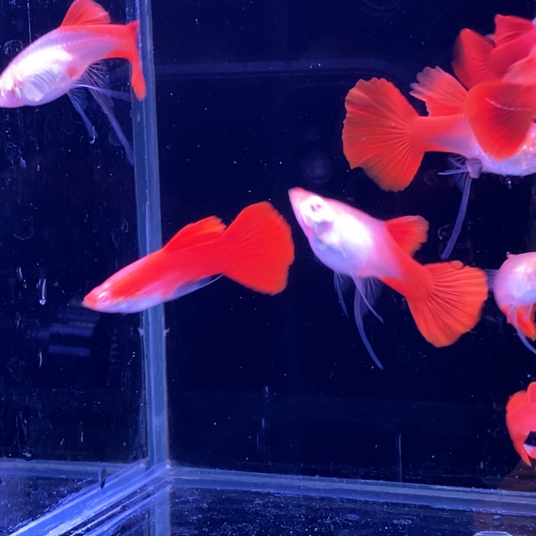 孔雀鱼血红飘带5对