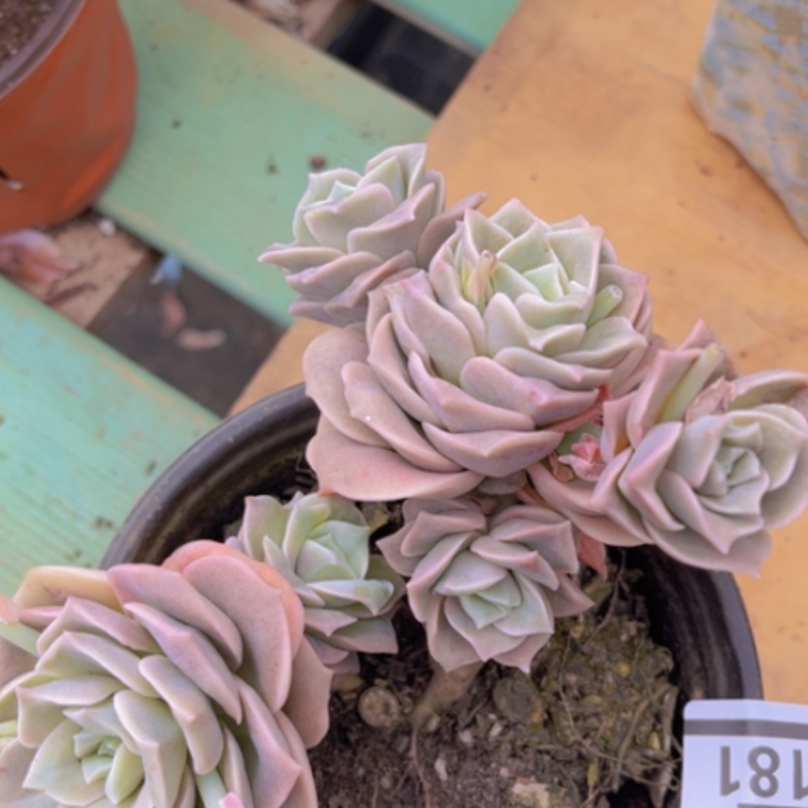 【闪购商品】可爱玫瑰16181