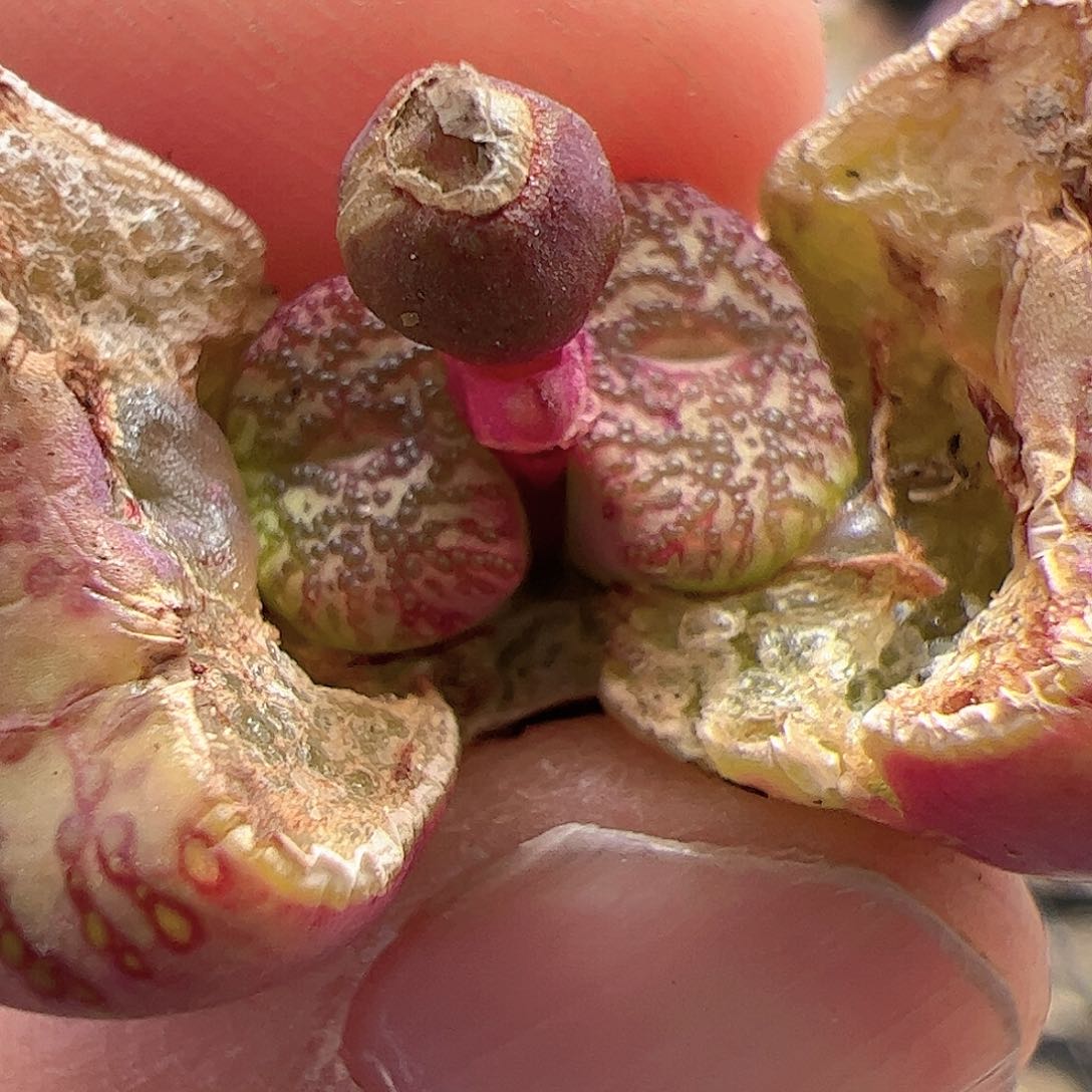 【闪购商品】87 霓虹