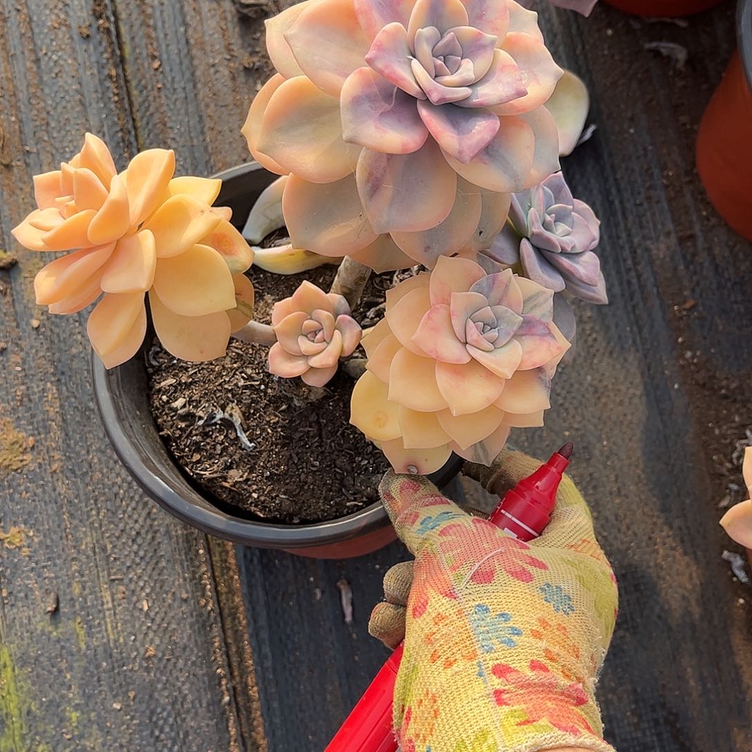 玲*多肉植物紫乐景C5