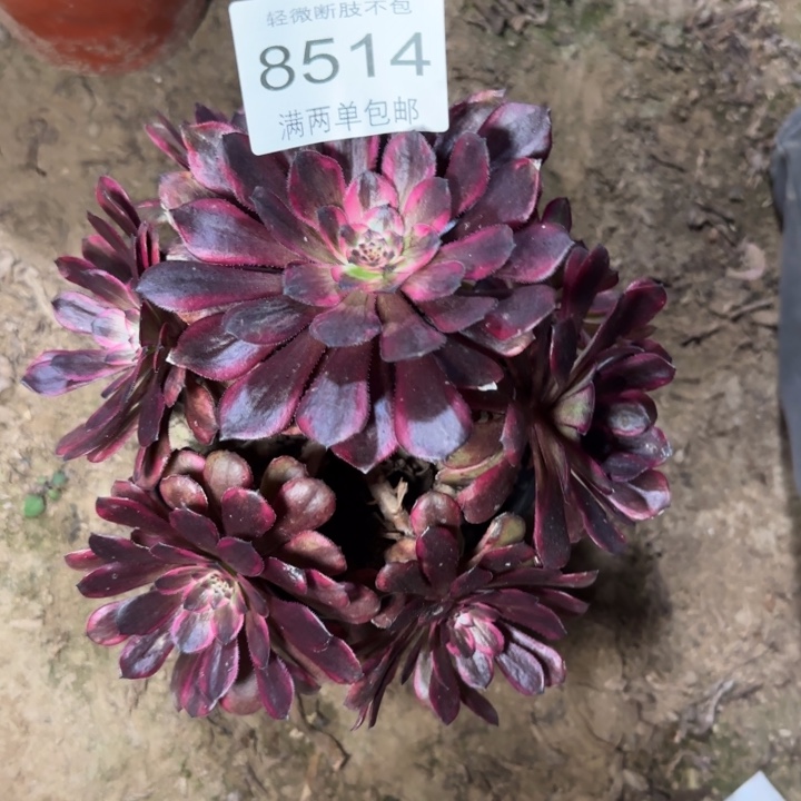 8514红金刚多肉植物