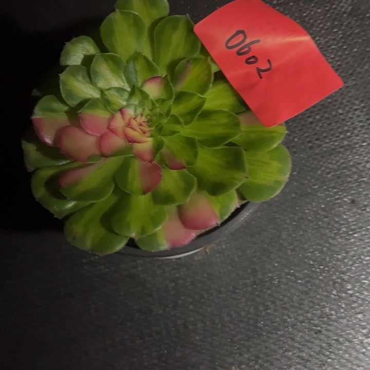 知否多肉植物保护0602