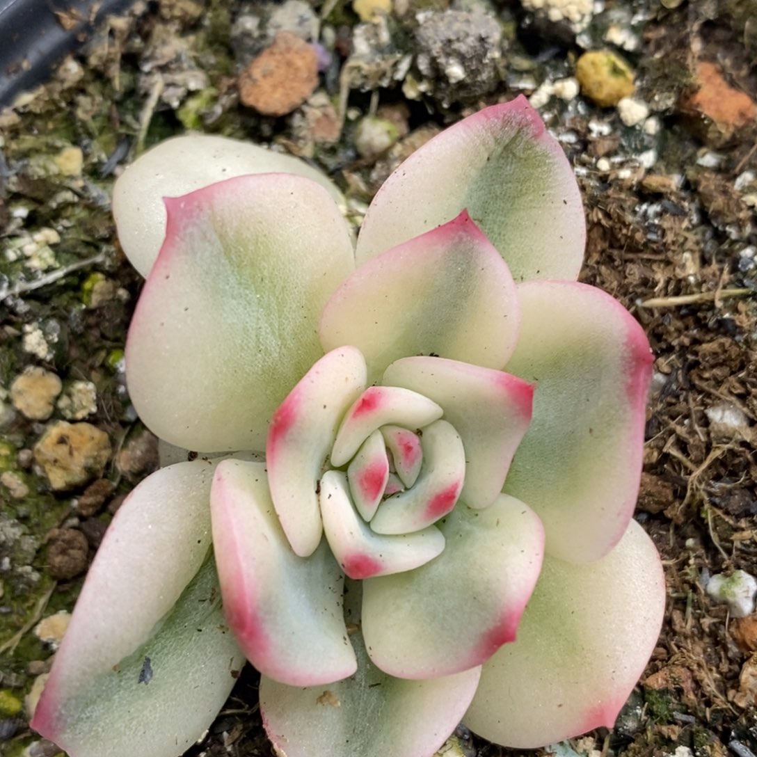 743三文鱼锦福伦锦头盖