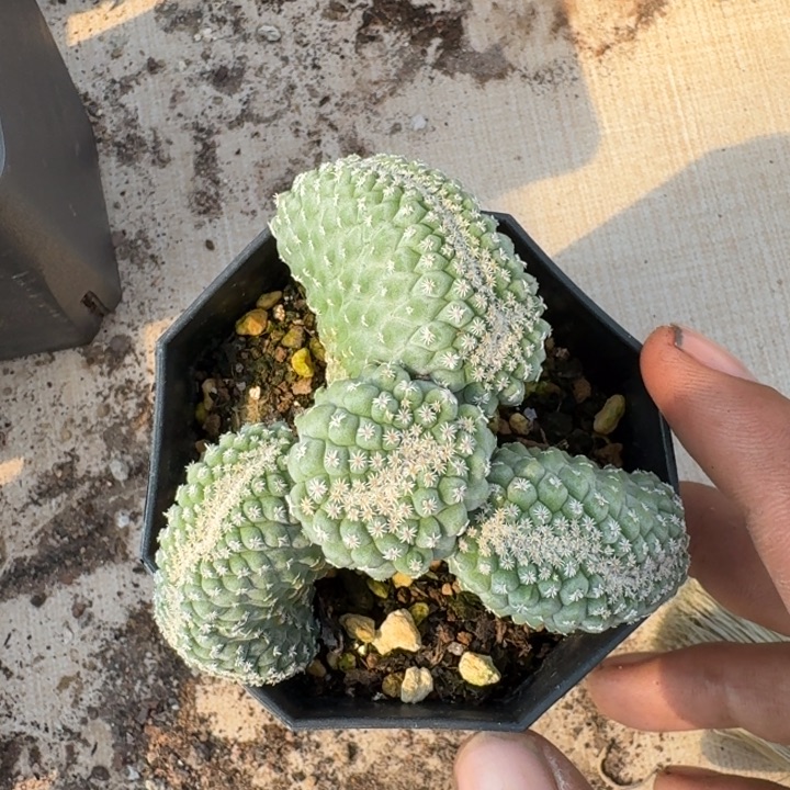 菊水缀化实生仙人球 