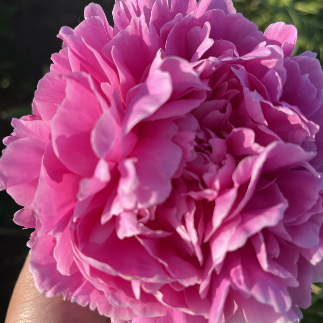 粉色系观赏芍药 粉面桃花 包对版