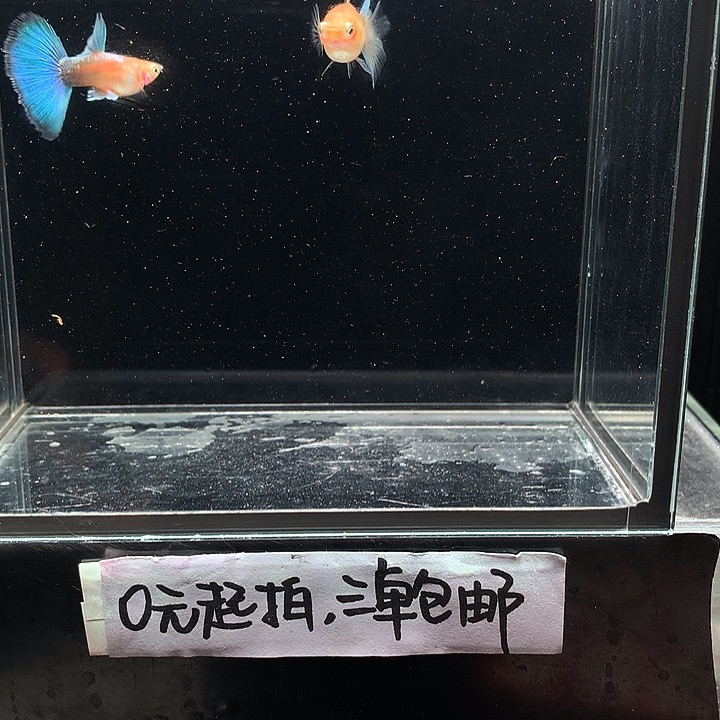孔雀鱼黄化兰礼服鸥翼一对