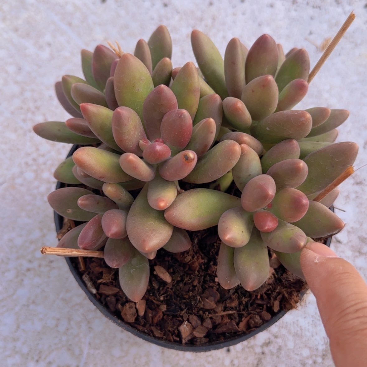 【闪购商品】妞*五头芒果奶