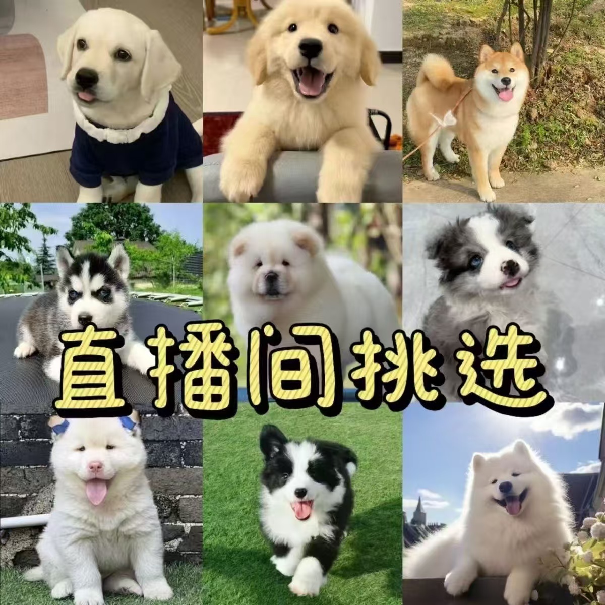 直播链接比熊博美拉布拉多柯基等多种活体幼犬   混血狗狗