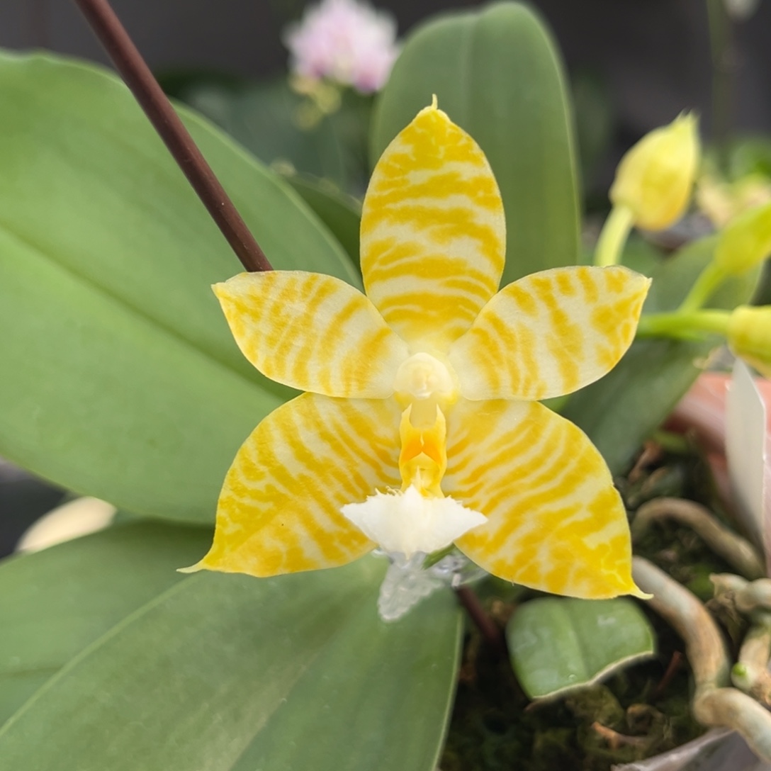 完全开放2.5寸林登戒指开花株