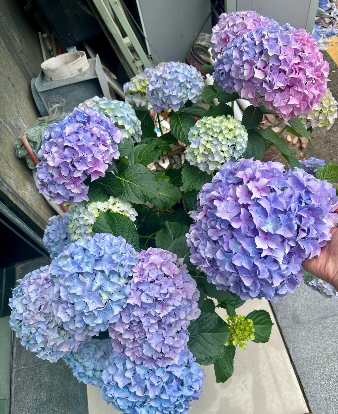 《小胖》大海蓝未调色，春化出芽苗青，次年开花，不对版包赔，介意勿拍