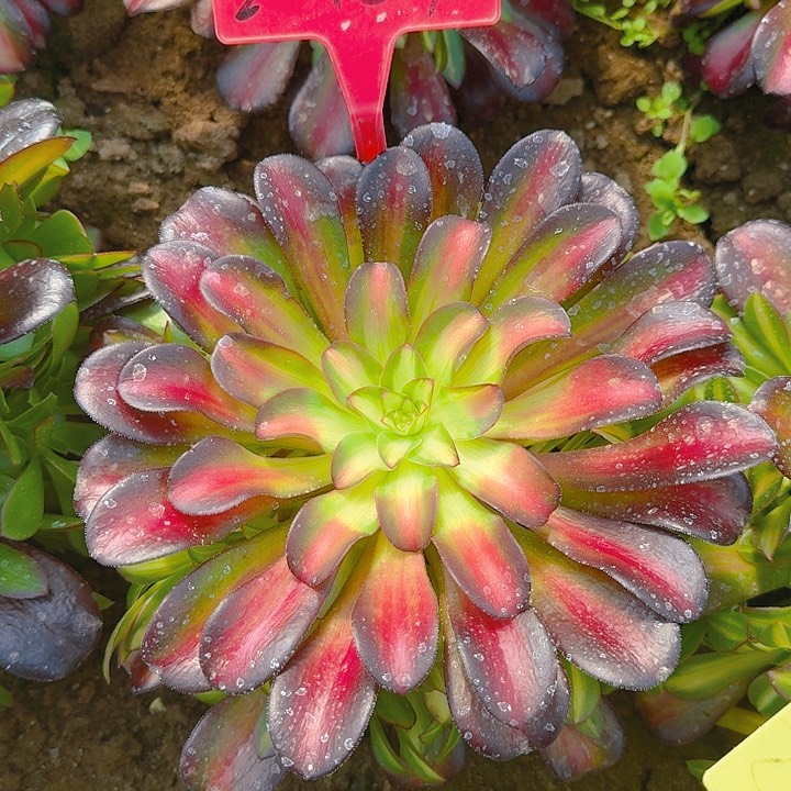 2-189夕阳多肉法师