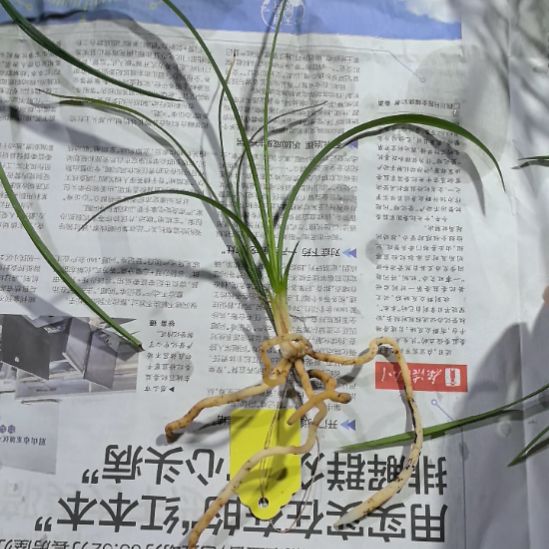 完全开放金碧辉煌子母