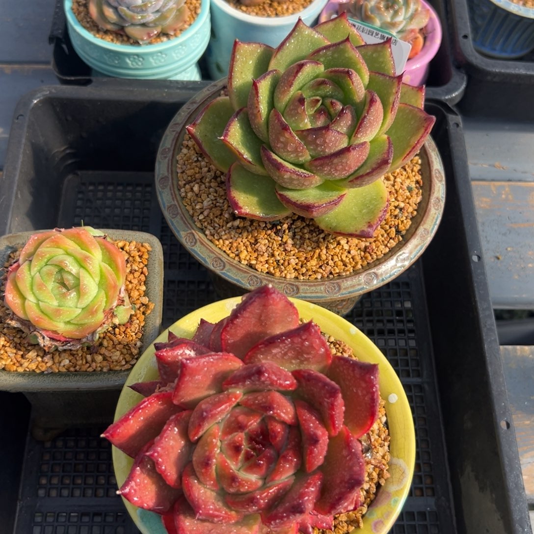 从前慢花园多肉编号1210-21