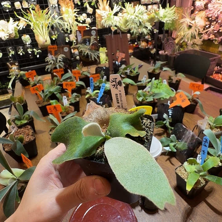 无花朵鹿野直播间竞拍绿龙