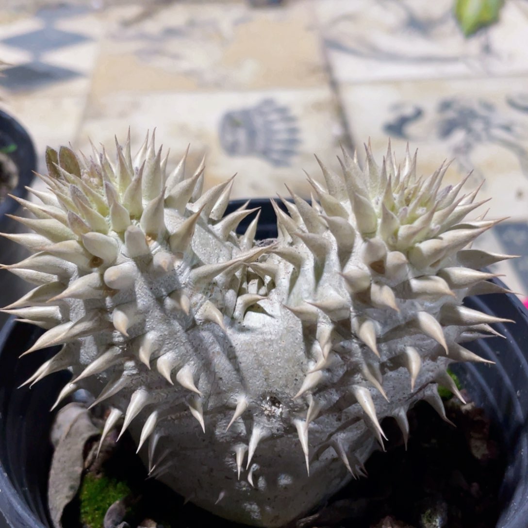 大黑22222222222222222