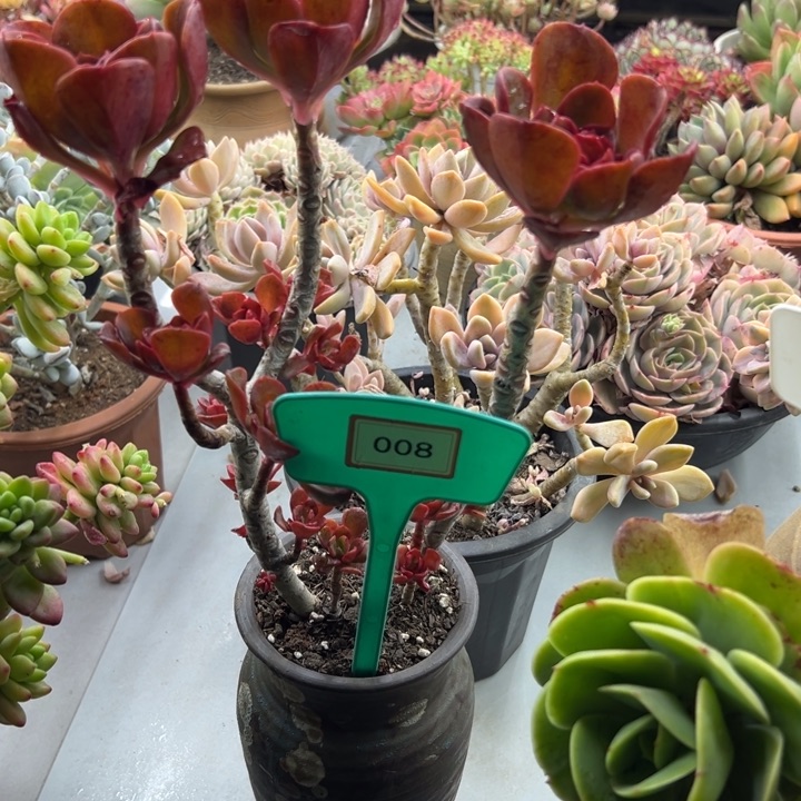 上***?红梅杂多肉植物008