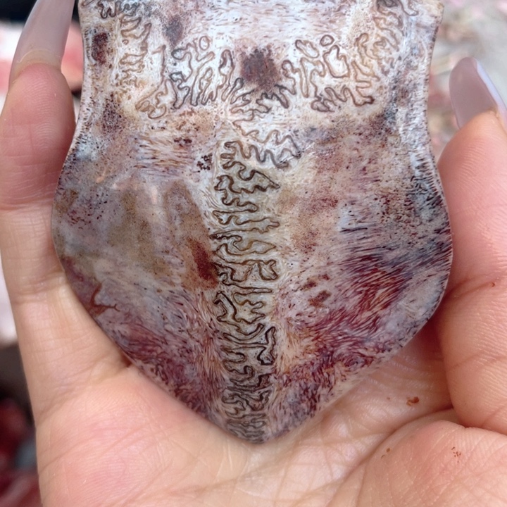 养殖鹿骨三界牌子