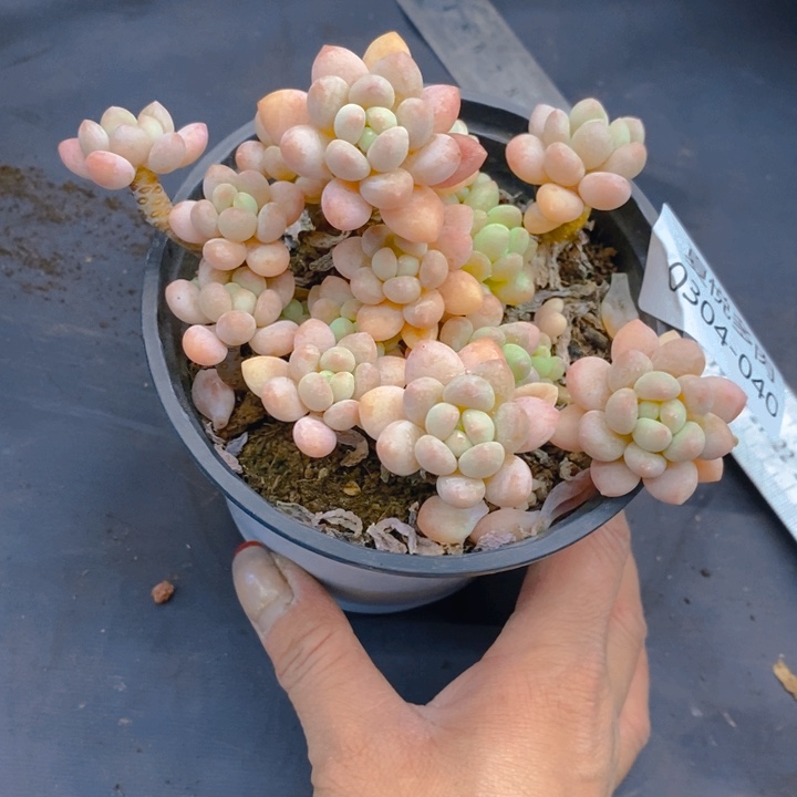 夏悦多肉0304-40鱼子酱