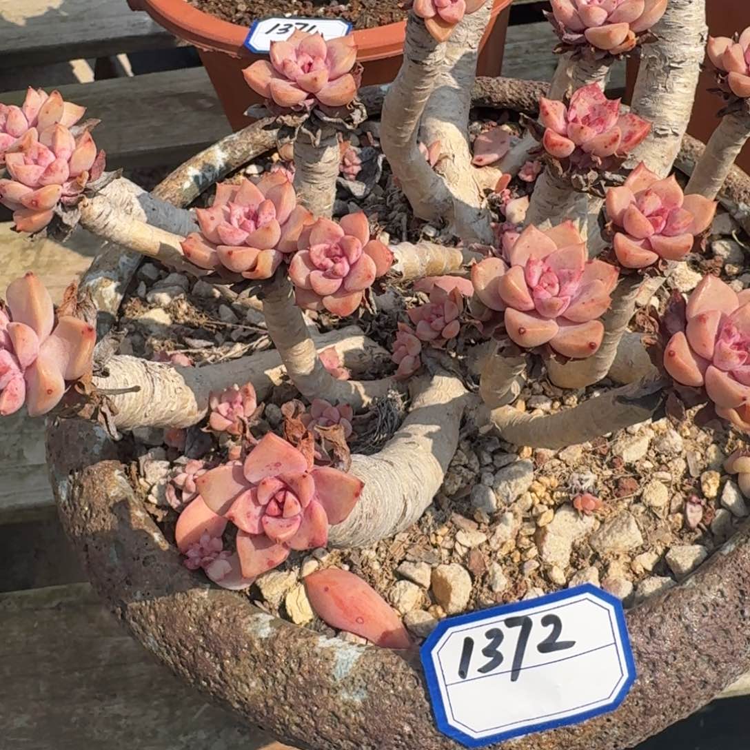 1372红粉佳人凡艺多肉不售后