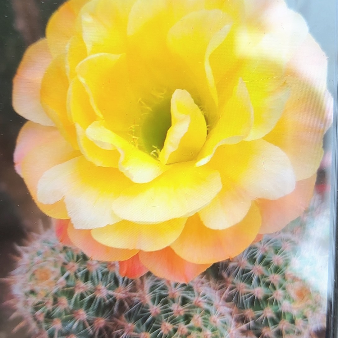 小牡丹彩侧牙20包邮仙人球4