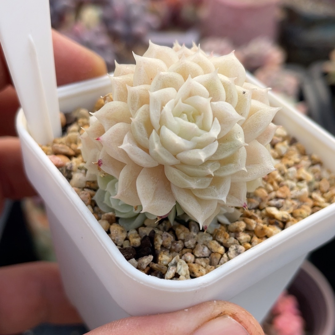 383麦秆不带盆5厘米