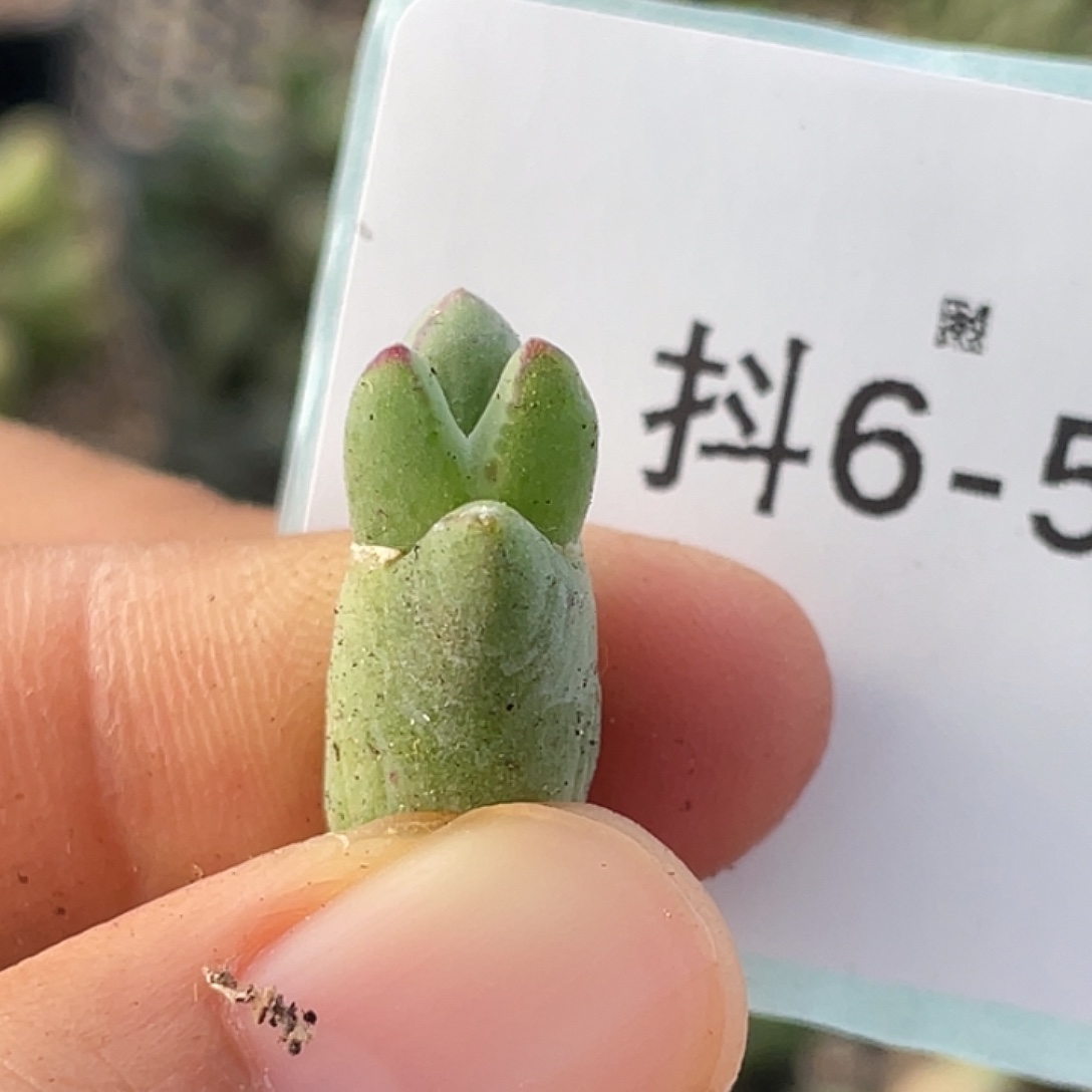 6-55猪蹄多肉植物