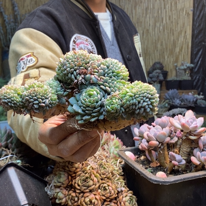 @***生477号白胖子多肉植物