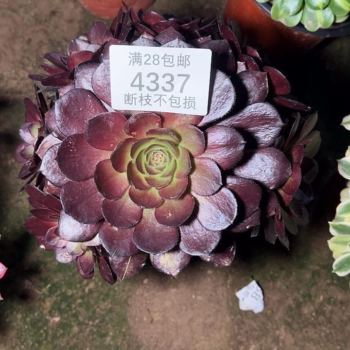 4337黑美人多肉植物